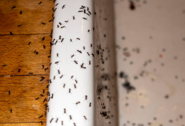 Professional Pest Control in Jefferson, OR